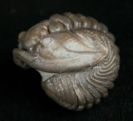 Enrolled Flexicalymene Trilobite From Indiana #5611